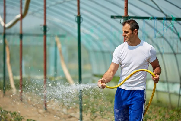 在温室里的英俊农夫浇灌植物 — 图库照片