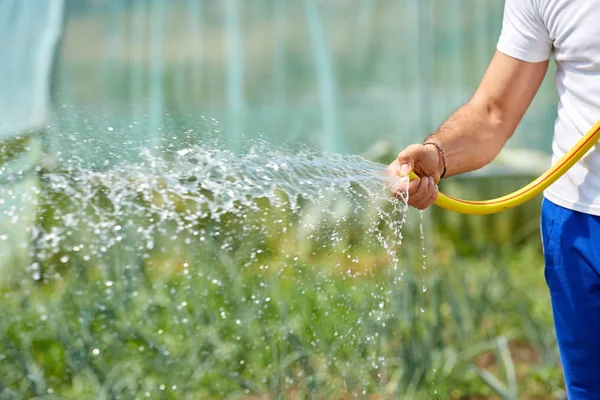 Männlicher Bauer Hält Schlauchleitung Und Gießt Pflanzen Gewächshaus — Stockfoto