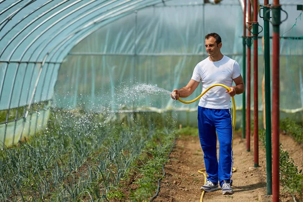 Csinos Farmer Öntözés Növények Üvegház — Stock Fotó