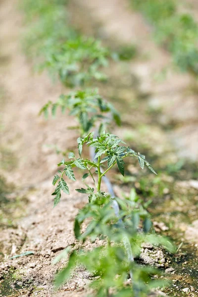 Genç Domates Bitkileri Sera Içinde Satırları — Stok fotoğraf