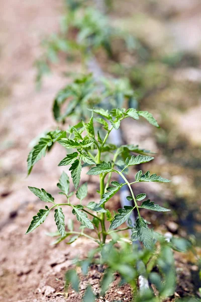 Fileiras Plantas Tomate Jovens Estufa — Fotografia de Stock