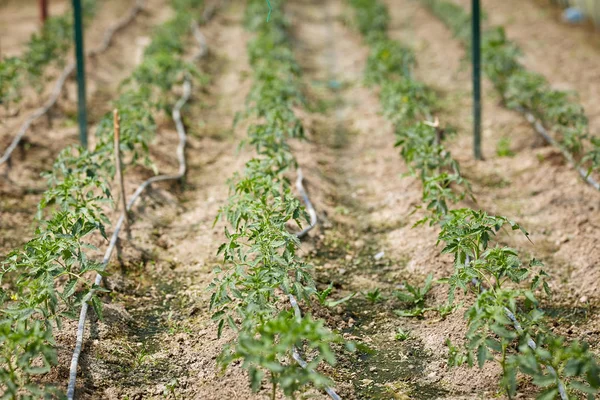 Rader Unga Tomatplantor Växthus — Stockfoto