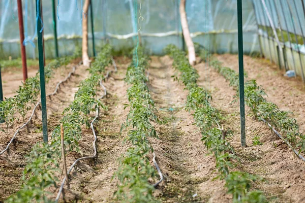 Filas Plantas Jóvenes Tomate Invernadero —  Fotos de Stock