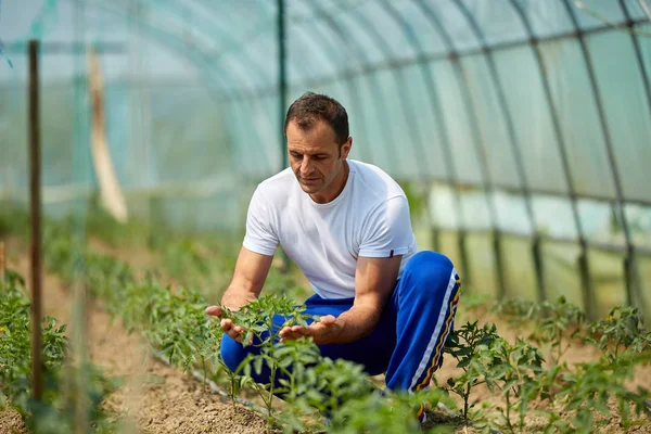 Knappe Boer Tomatenplanten Kas Controleren — Stockfoto