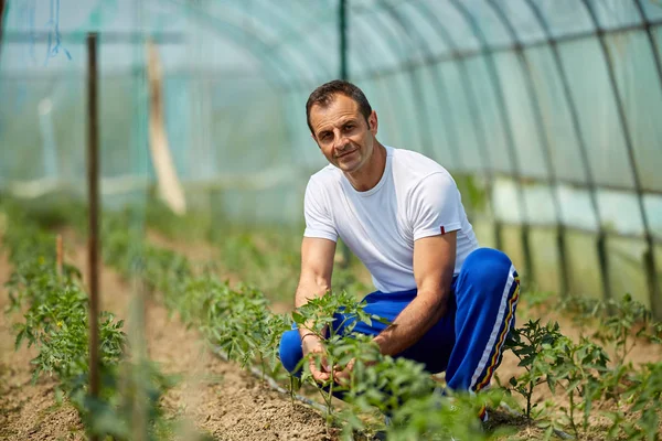 Stilig Bonde Kontrollera Tomatplantor Växthus — Stockfoto