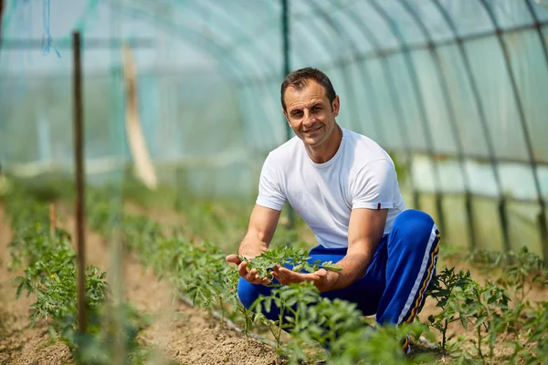 Fazendeiro Bonito Verificando Plantas Tomate Estufa — Fotografia de Stock