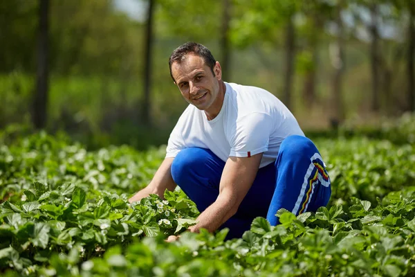 Happy Mature Farmer Checking Strawberry Plantation Sunny Day — Stock Photo, Image