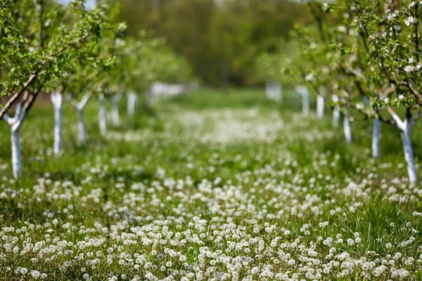 Fruktträdgård Äppelträd Blom Solig Dag — Stockfoto