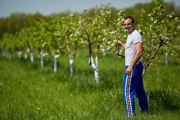 Orgulhoso Agricultor Maduro Verificando Macieiras Pomar Dia Ensolarado — Fotografia de Stock
