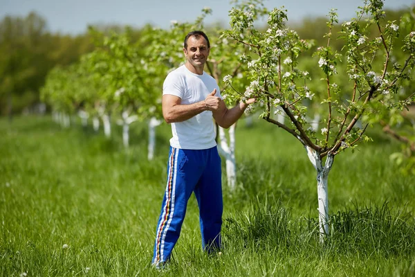 Stolta Mogen Jordbrukaren Visar Tummen Stående Apple Träd Fruktträdgård Solig — Stockfoto