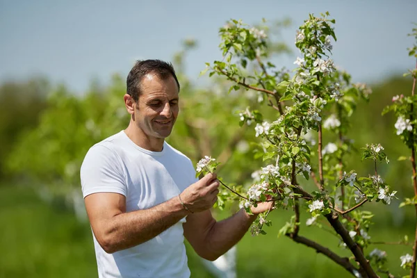 成熟した農家で晴れた日の果樹園でリンゴの木をチェック — ストック写真