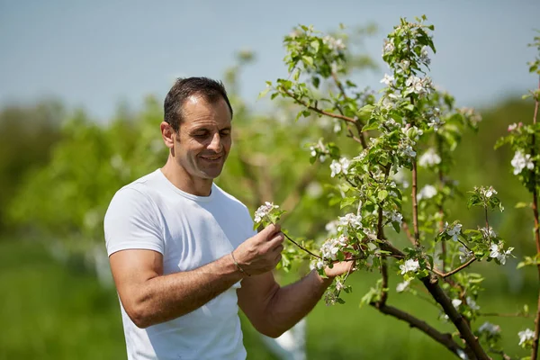 Stolta Mogen Bonde Checkar Äppelträd Orchard Solig Dag — Stockfoto