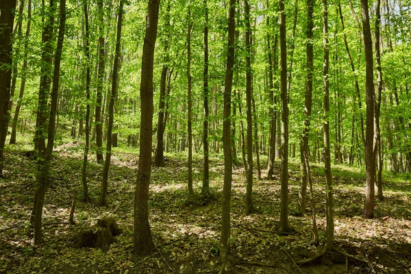 Malowniczy Widok Dębowych Bukowych Lasów Latem — Zdjęcie stockowe