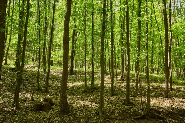 夏日橡树和山毛榉森林的风景如画的景色 — 图库照片