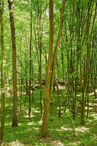 夏日橡树和山毛榉森林的风景如画的景色 — 图库照片