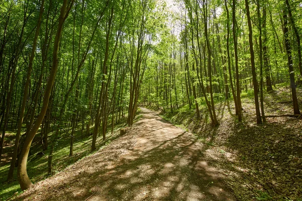 Meşe ormanında toprak yol ile güneşli gün manzara 