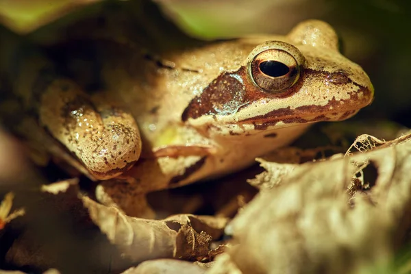 Brown Spotted Frog Sitting Leaves Forest — Stock Photo, Image