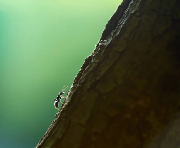 模糊绿色背景下的单蚂蚁爬树树皮 — 图库照片