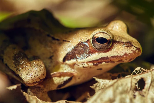 Katak Berbintik Coklat Duduk Antara Daun Hutan — Stok Foto