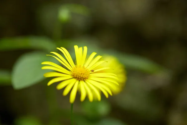 Fiore Giallo Montagna Sfondo Sfocato Primo Piano — Foto Stock