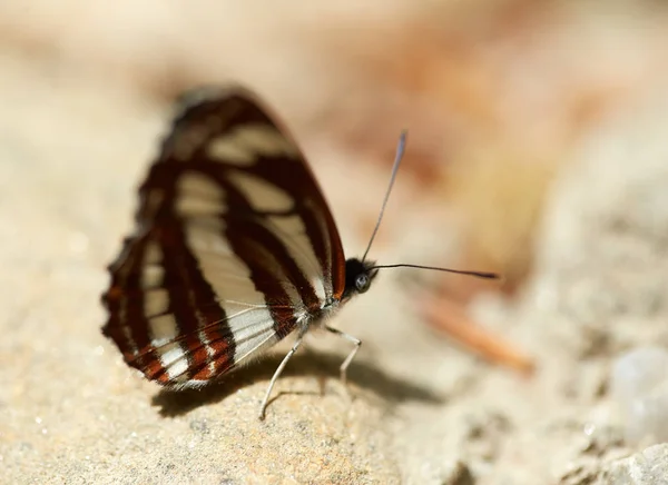 Borboleta Pequena Livre Floresta Close — Fotografia de Stock