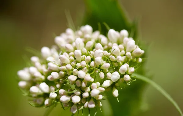 Білі Гірські Квіти Розмитому Фоні Крупним Планом — стокове фото