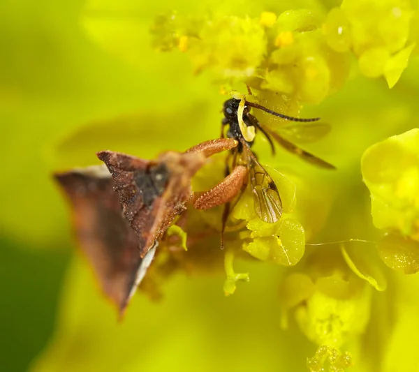 Insecto Marrón Depredador Flor Amarilla Primer Plano — Foto de Stock