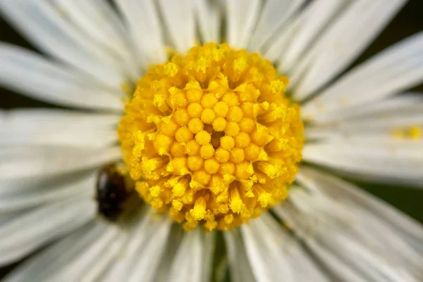 Tiny Wild White Flower Close — Stock Photo, Image