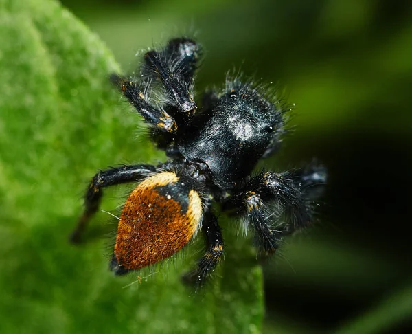 Primer Plano Araña Saltadora Negra Roja Hoja —  Fotos de Stock