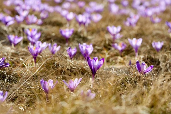 Landscape Purple Crocus Flowers Meadow — Stock Photo, Image