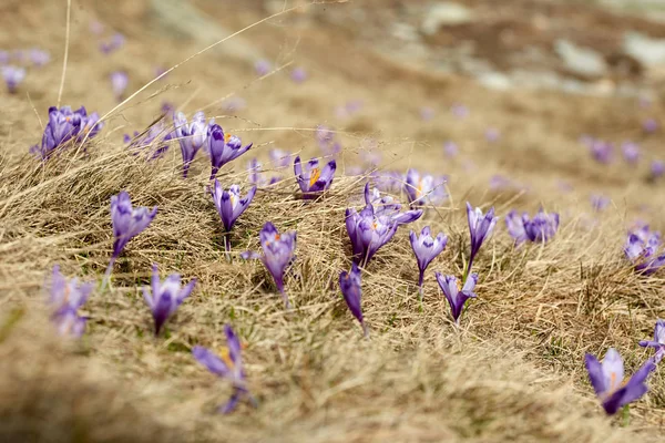 Landscape Purple Crocus Flowers Meadow — Stock Photo, Image