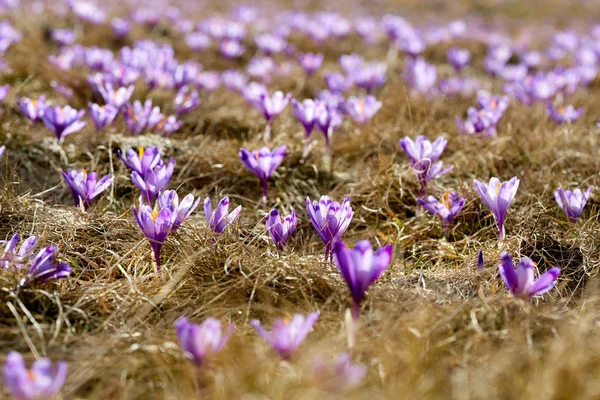 Paesaggio Con Fiori Croco Viola Nel Prato — Foto Stock