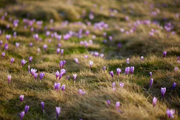 Krajina Lila Šafrán Květy Louce — Stock fotografie