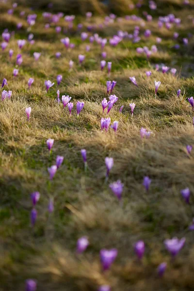 Paesaggio Con Fiori Croco Viola Nel Prato — Foto Stock