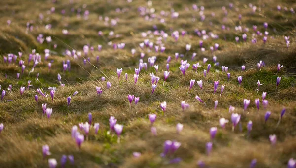 Paesaggio Con Fiori Croco Viola Nel Prato — Foto Stock