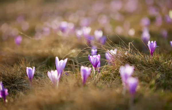 Paesaggio Con Fiori Croco Viola Nel Prato — Foto Stock