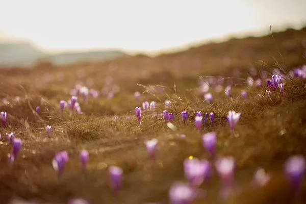 Krajina Crocus Květy Horách Během Časné Letní Ráno — Stock fotografie