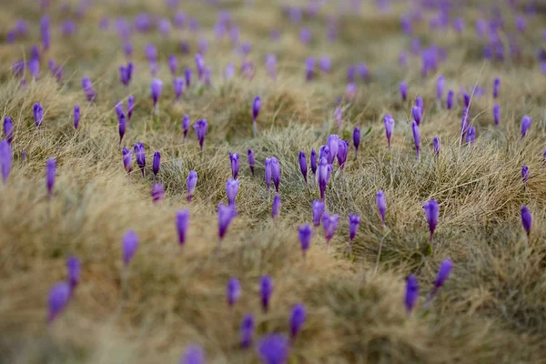 Пейзаж Фіолетовими Квітами Лузі — стокове фото