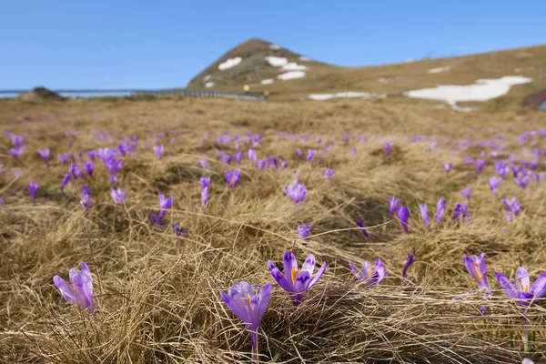 Krajina Crocus Květy Horách Během Časné Letní Ráno — Stock fotografie