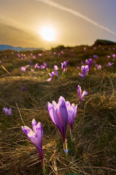 Krajina Crocus Květy Horách Během Časné Letní Ráno — Stock fotografie