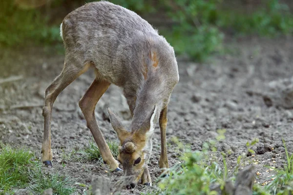 Carino Capriolo Pascolo Margini Della Foresta — Foto Stock