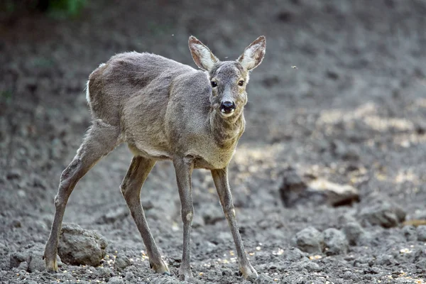 Carino Capriolo Pascolo Margini Della Foresta — Foto Stock