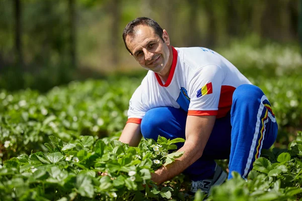 Happy Mature Farmer Checking Strawberry Plantation Sunny Day Royalty Free Stock Photos