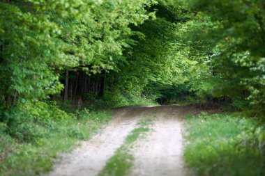 Kırsal yol ve bahar bir kayın ormanı içinde iz