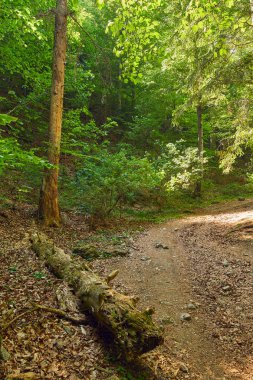 Büyük ağaçlar ve hiking trail ile yaprak döken orman