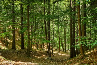 Büyük ağaçlar ve hiking trail ile yaprak döken orman