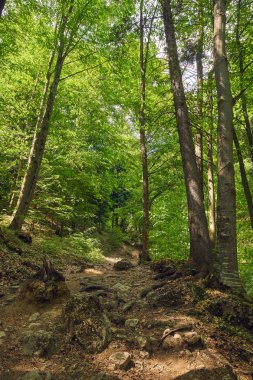 Büyük ağaçlar ve hiking trail ile yaprak döken orman