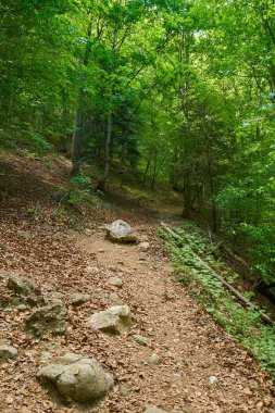 Büyük ağaçlar ve hiking trail ile yaprak döken orman