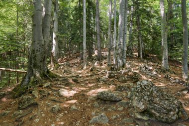 Büyük ağaçlar ve hiking trail ile yaprak döken orman