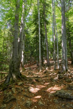 Büyük ağaçlar ve hiking trail ile yaprak döken orman